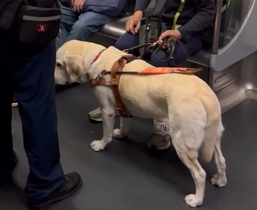 港鐵導盲犬遭狂罵！夾尾驚慌眼神極心酸！後續獲激讚「好叻過我」：一個細節照出香港幾多人的無知！