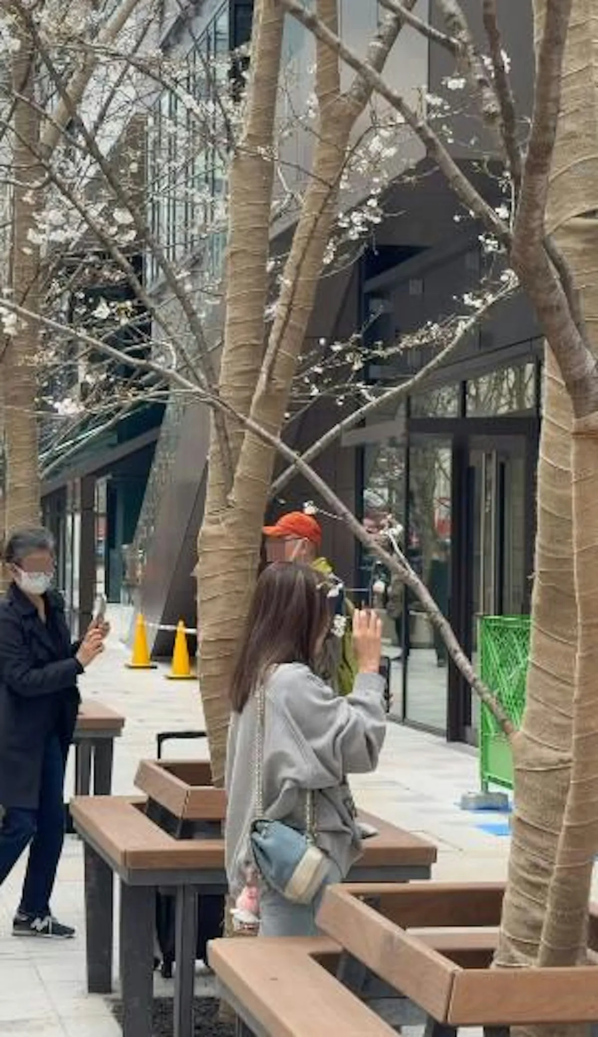 櫻花樹下的失格：港婦強扯樹枝自拍，揭露文明旅遊的深層危機