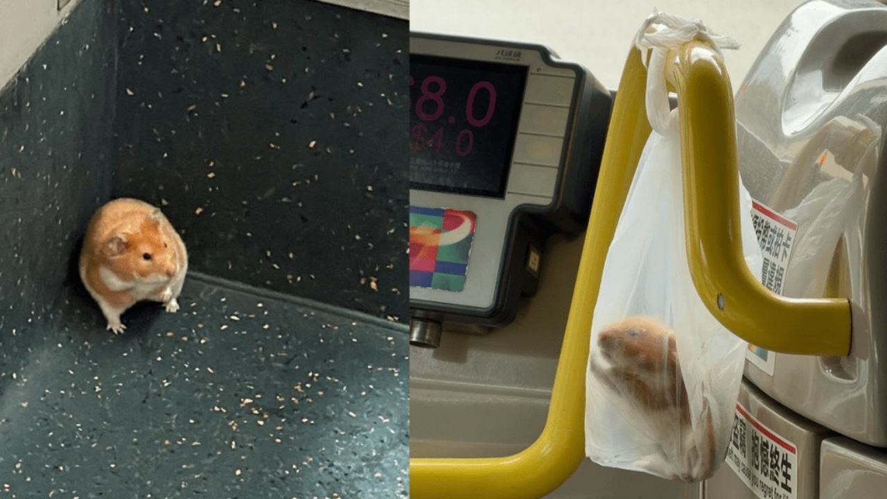 差點命喪車輪!九巴座位下驚現「迷途小倉鼠」 好心乘客及時救起惹網民激讚!