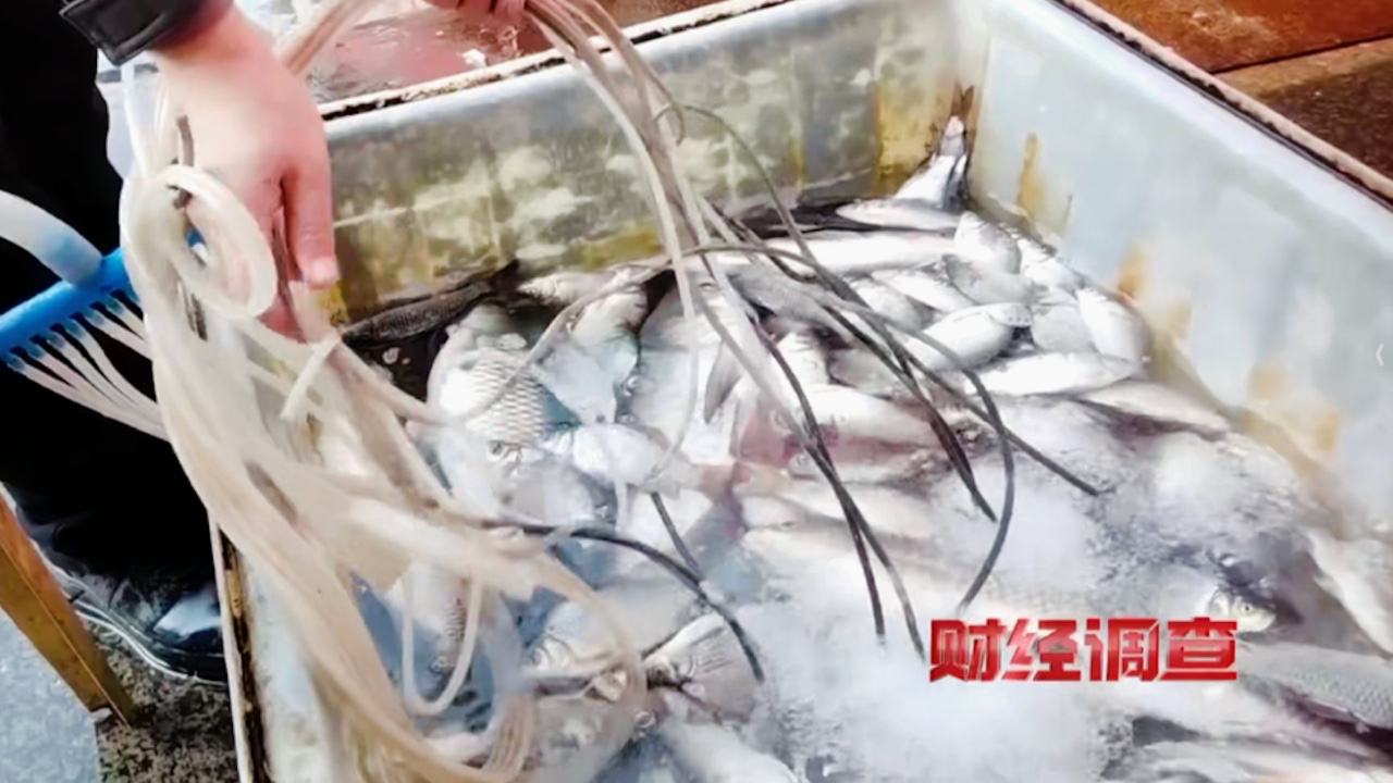 你買的生猛海鮮是「化學魚」?央視踢爆「休眠魚」恐怖黑幕!