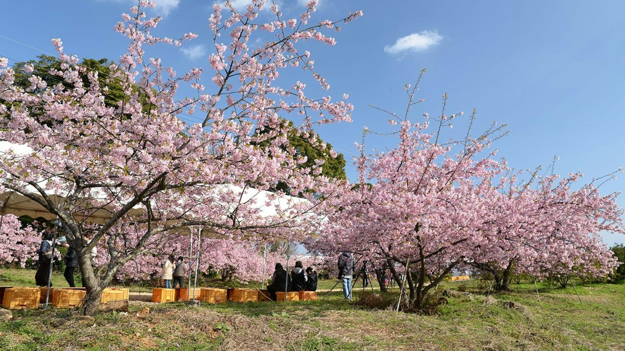 錯過染井吉野櫻點算?盤點大阪/京都晚開「隱世櫻花景點」 復活節去都有得睇!