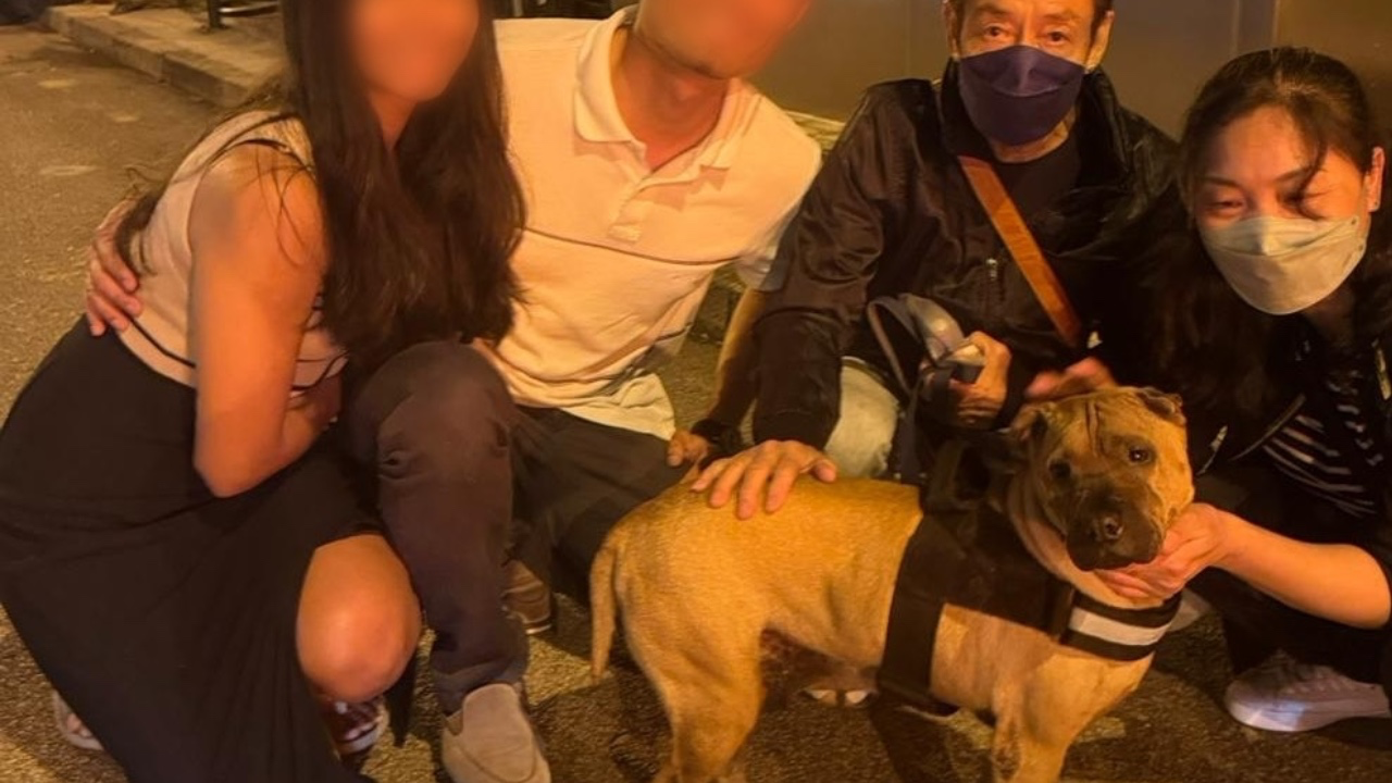 元朗公路沙皮狗奇蹟重逢：一場誤會揭示人寵情深與社會責任