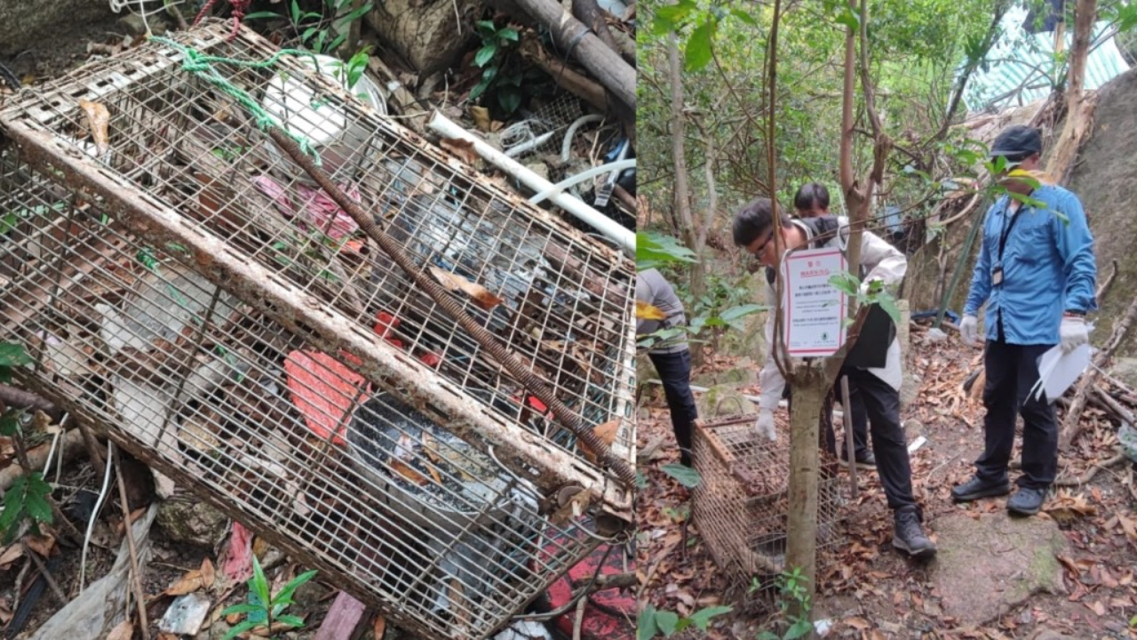 黃大仙後山非法狩獵：揭露香港野生動物面臨的危機與執法困境