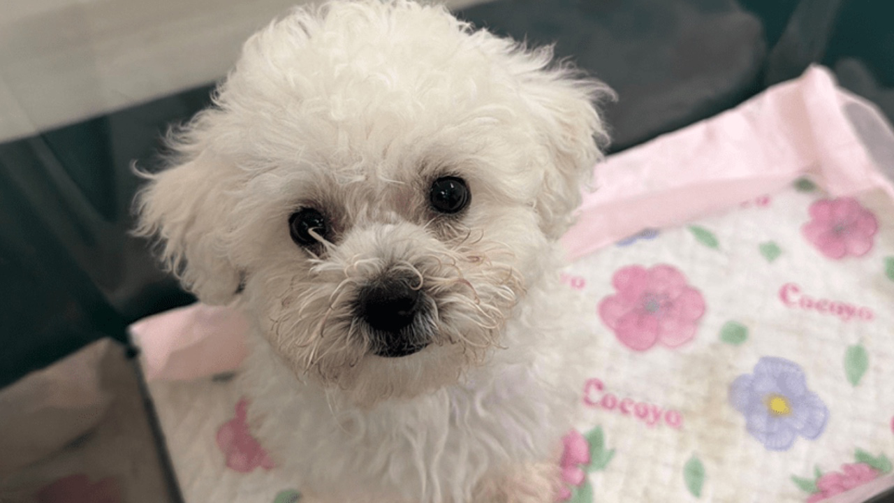 海關落馬洲管制站拘六旬婦 揭背包走私一狗進港：法律責任與制度層面分析