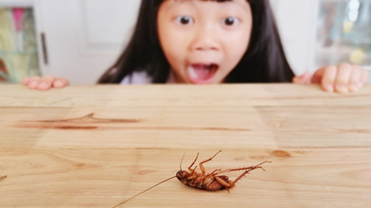 屋企見到小蟑螂先最危險？愈殺只會愈多！拆穿最多人信錯嘅5大迷思！