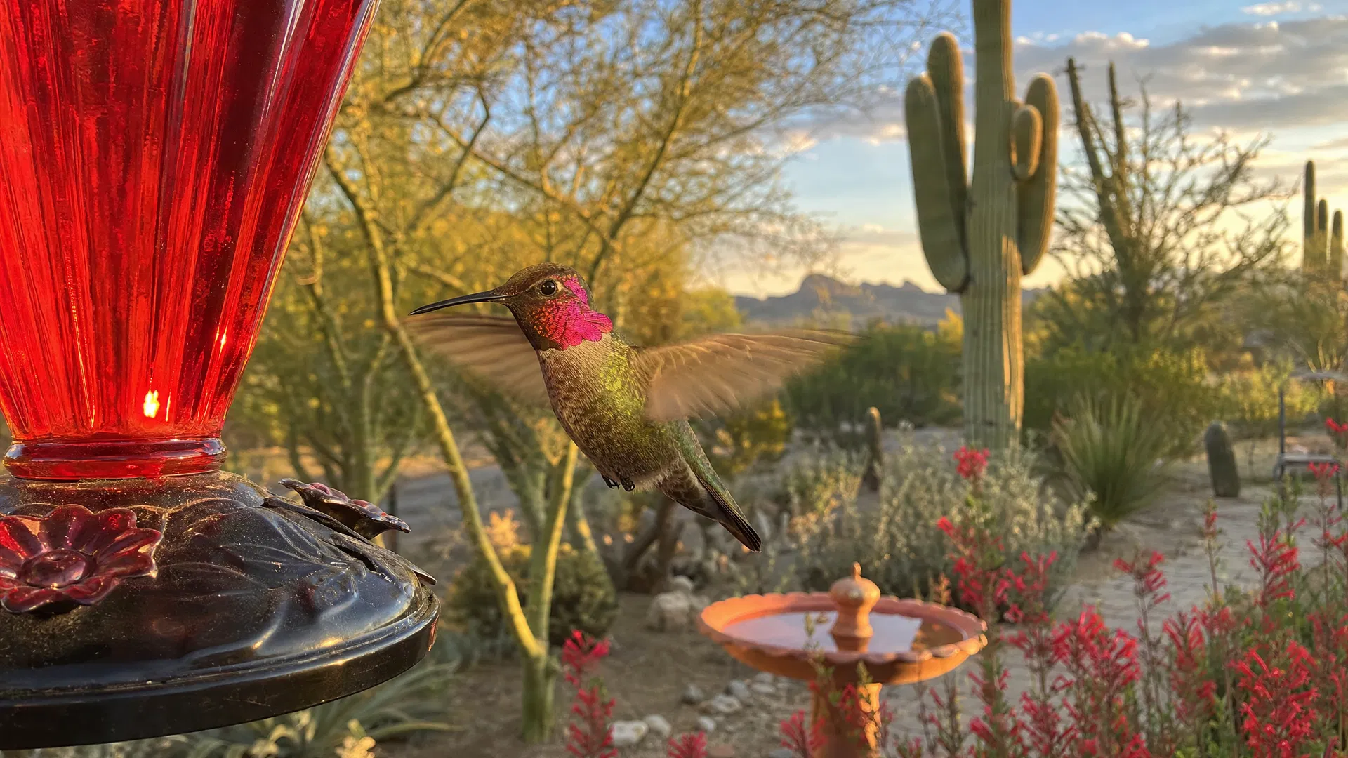 Anna's Hummingbird hovering at a red feeder in an Arizona desert garden with saguaro cactus
