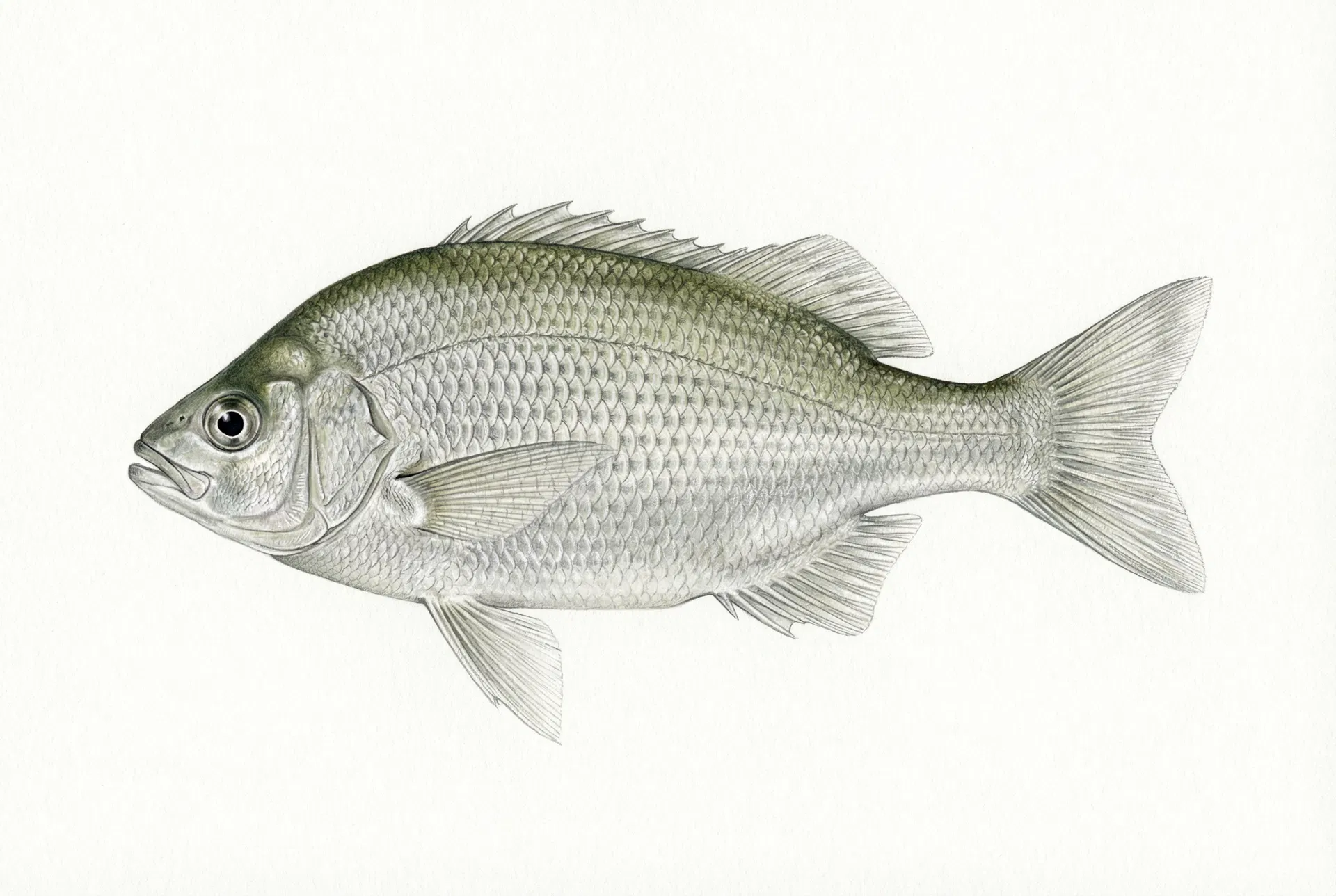 Silver Perch