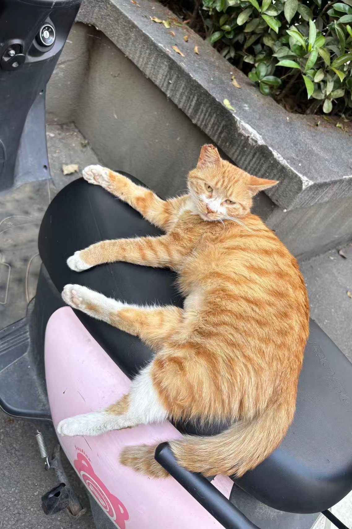 Original photo of Domestic Cat
