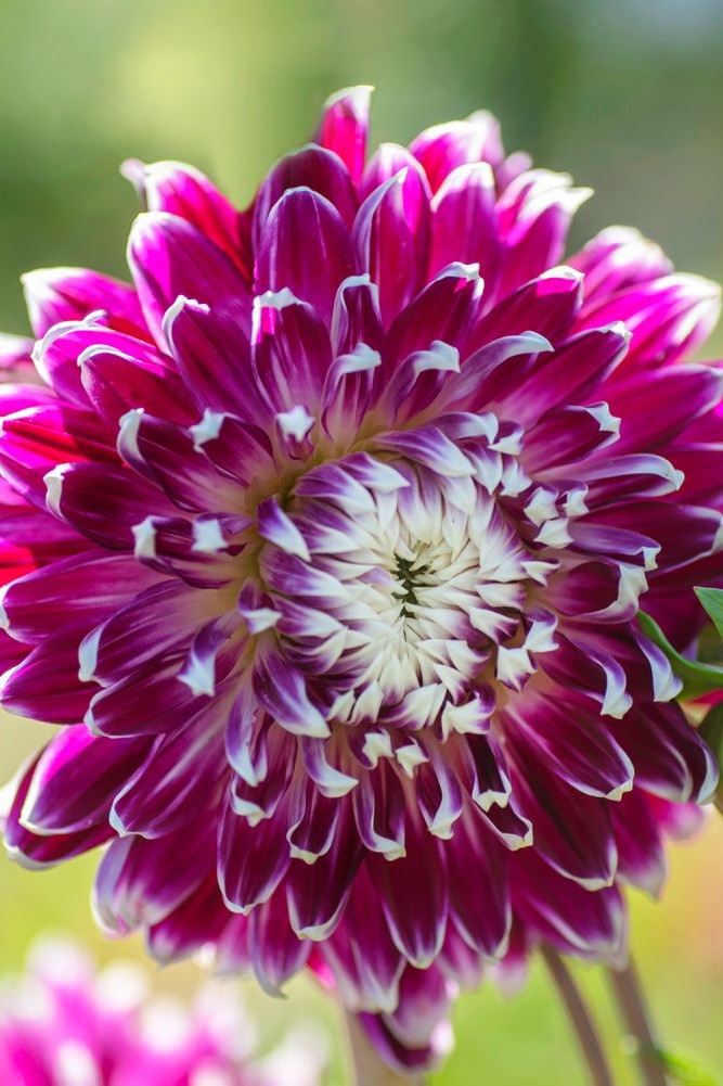 Original photo of Dahlia