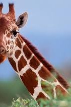 Original photo of Giraffe