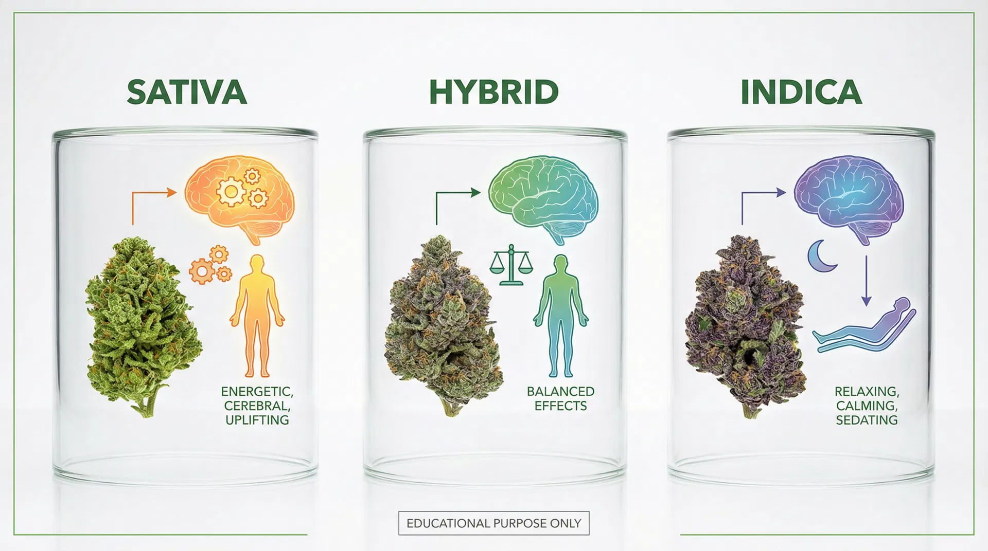 Sativa, hybrid, and indica cannabis strain effects comparison chart showing energetic, balanced, and relaxing brain and body effects