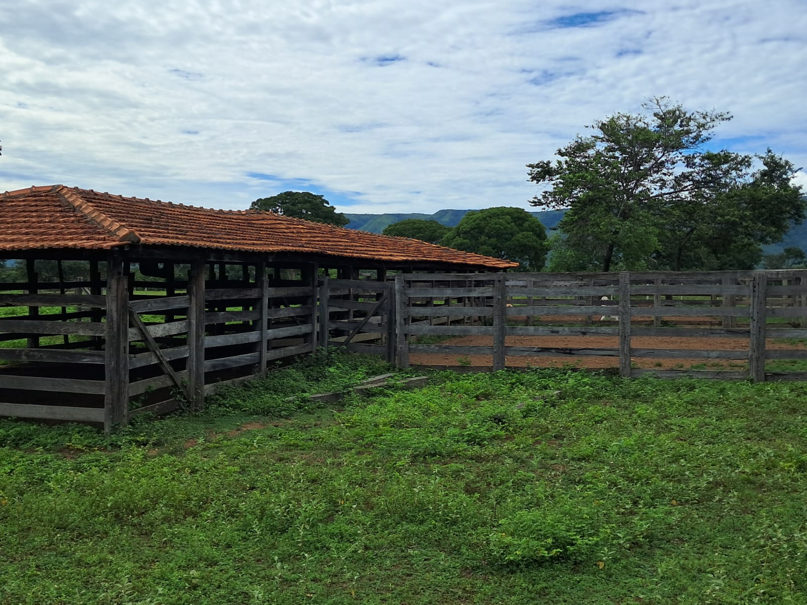 Fazenda com 600 cabeças de gado