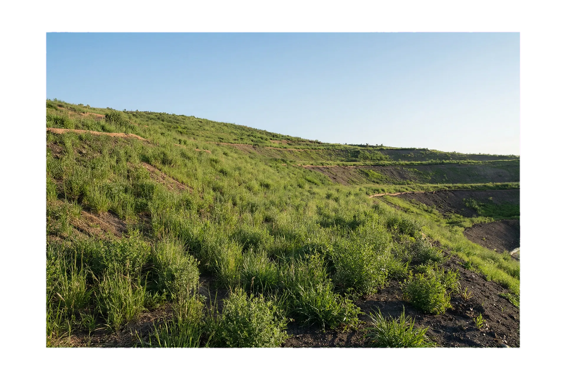 Resultado de recuperação vegetal em encosta