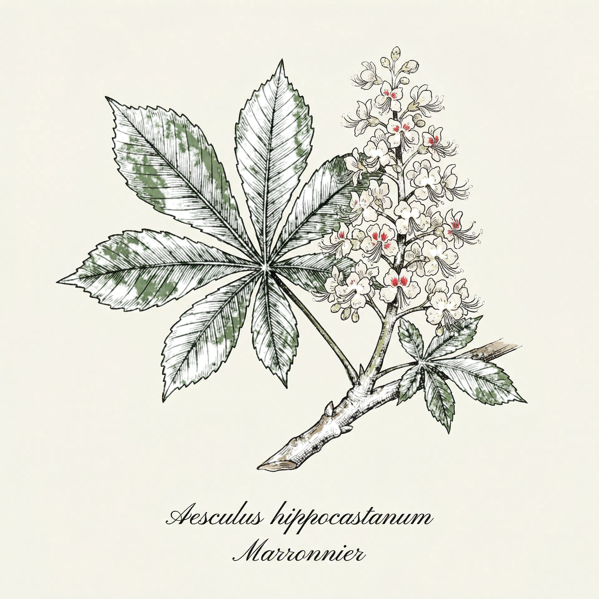 セイヨウトチノキ（マロニエ）