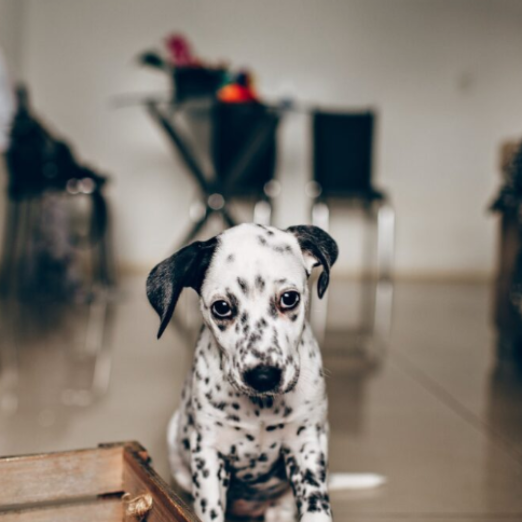 养狗前要考虑的5个关键因素