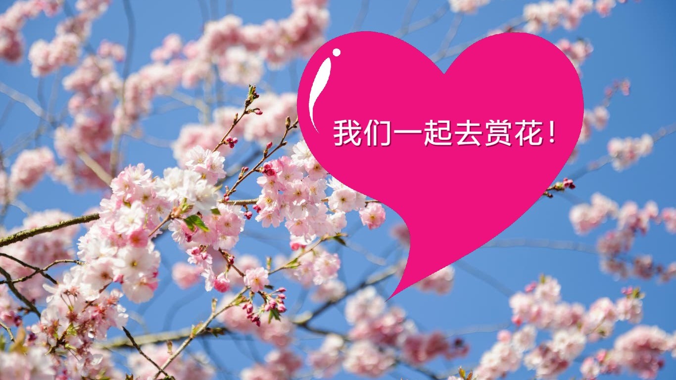 英国赏樱花去处：别再宅在家了，出去看看美丽的春季风景吧！