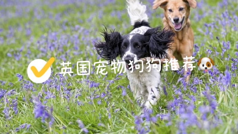 英国宠物狗狗推荐！