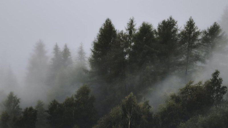 英国哪里可以森林浴(Forest bathing)?