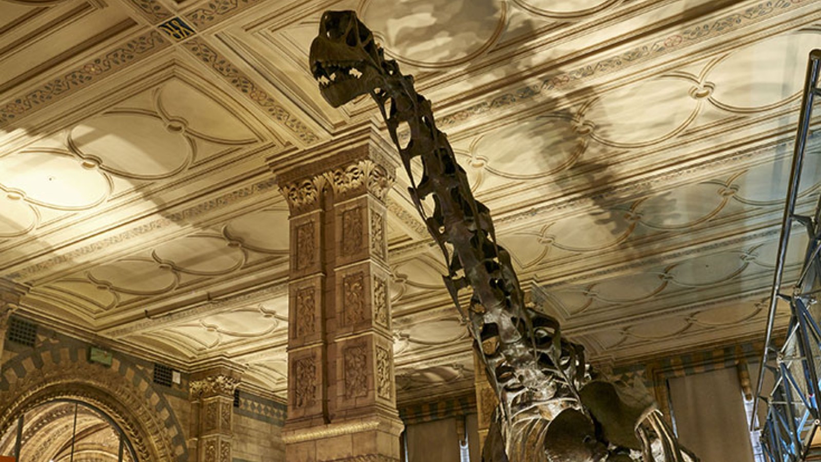 解锁恐龙与蓝鲸的秘密：伦敦自然史博物馆全攻略