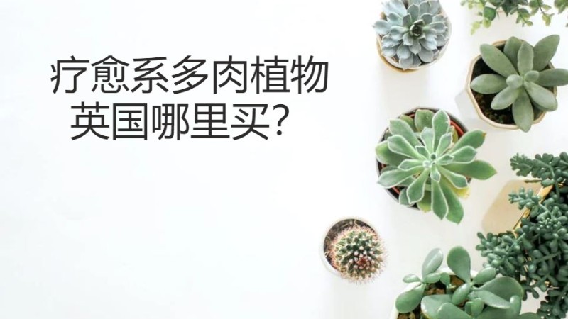 在英国怎么买到多肉植物？