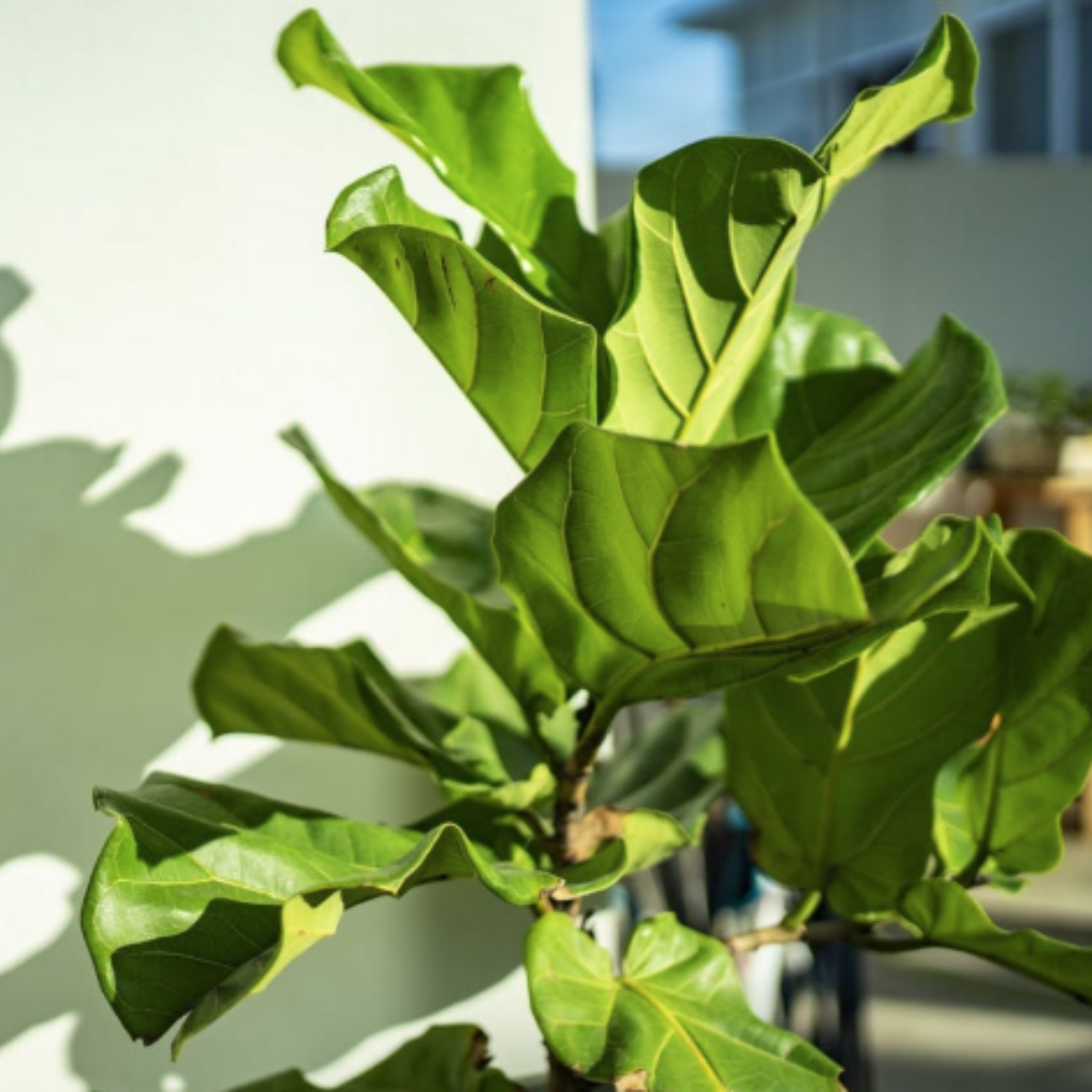 植物落叶的三个主要原因