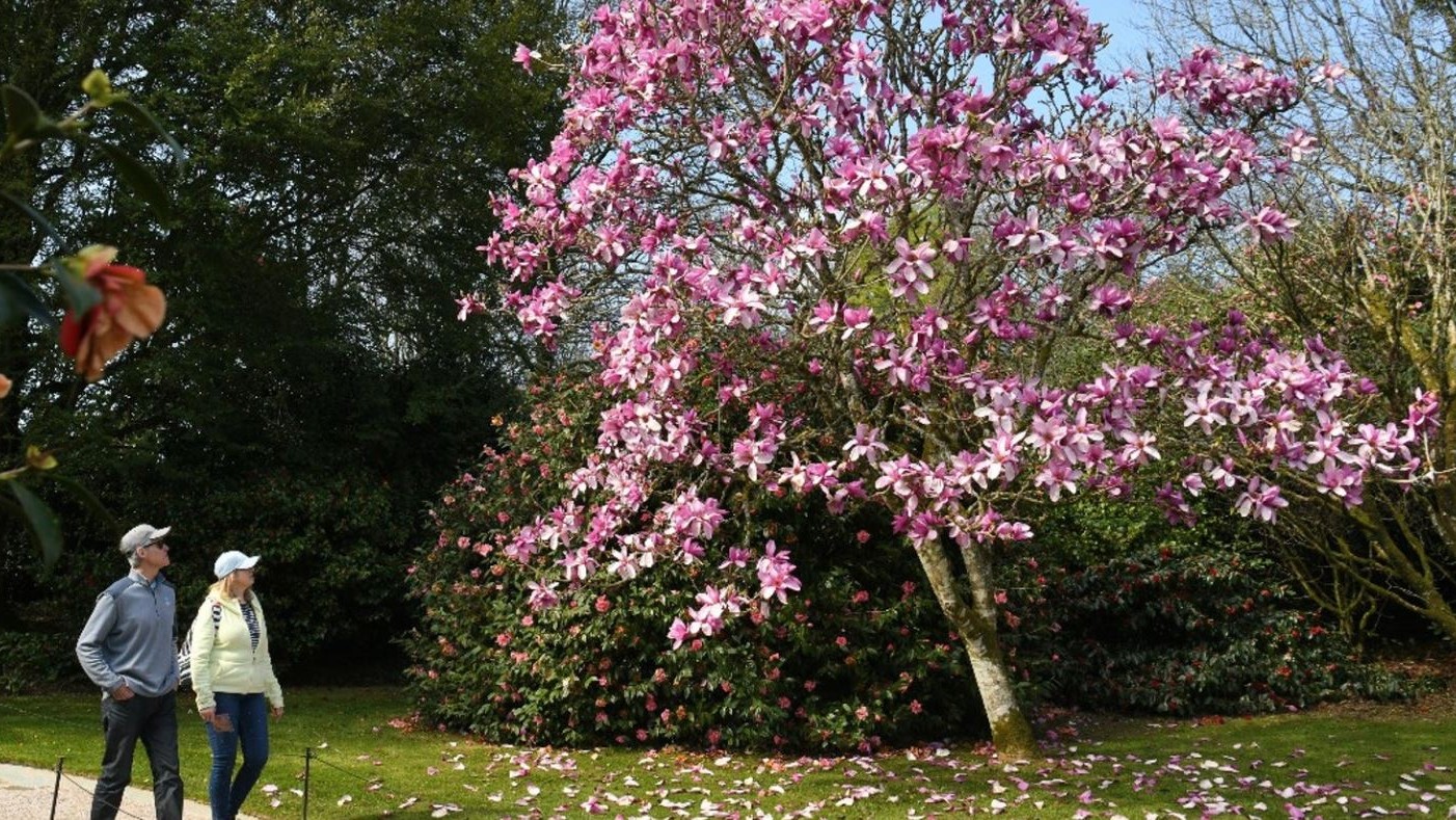 英国赏花去处：春暖花开，一切美好的事物都会奔你而来！