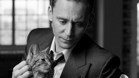 喵星球直击：呆萌的英国短毛猫