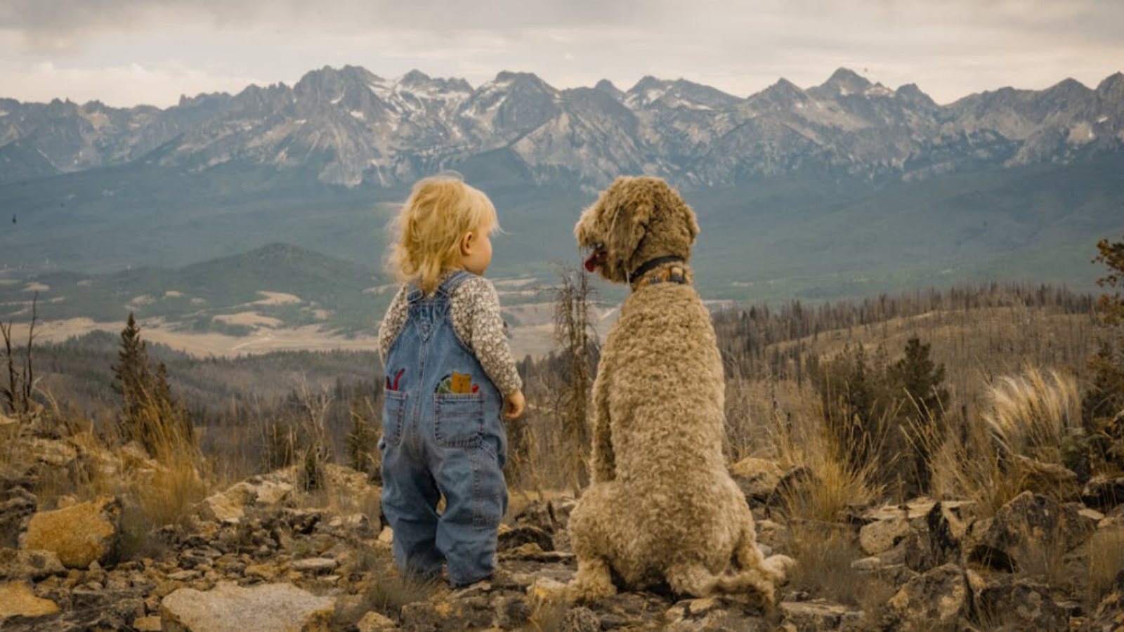 在英国,选个小可爱陪你叭!