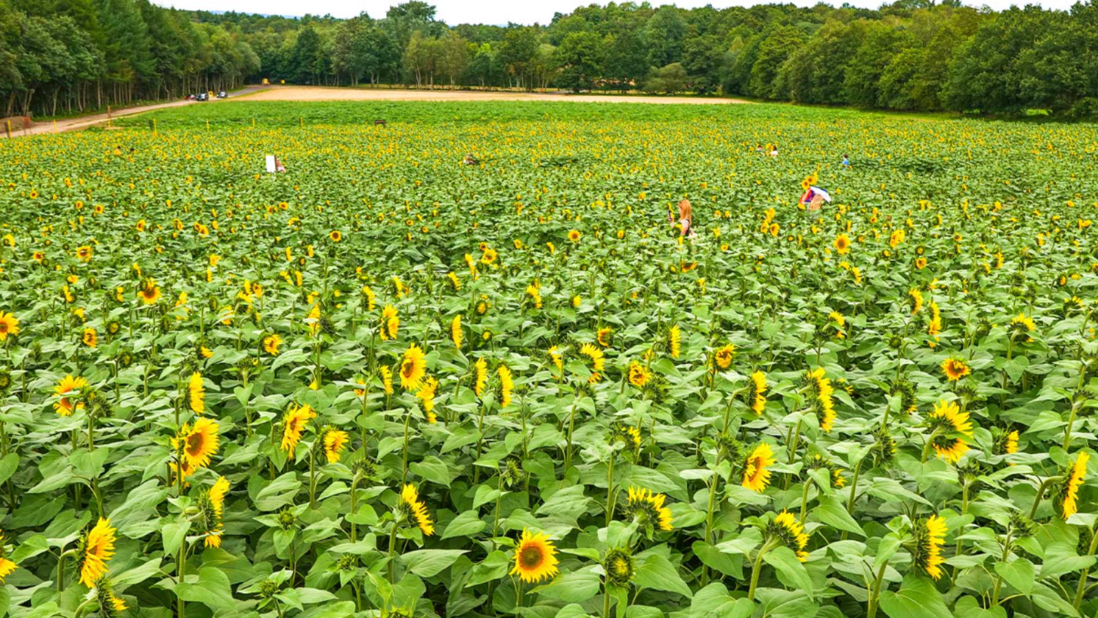 探索英国南部萨里郡的乐趣：Tulleys Farm的季节性魅力