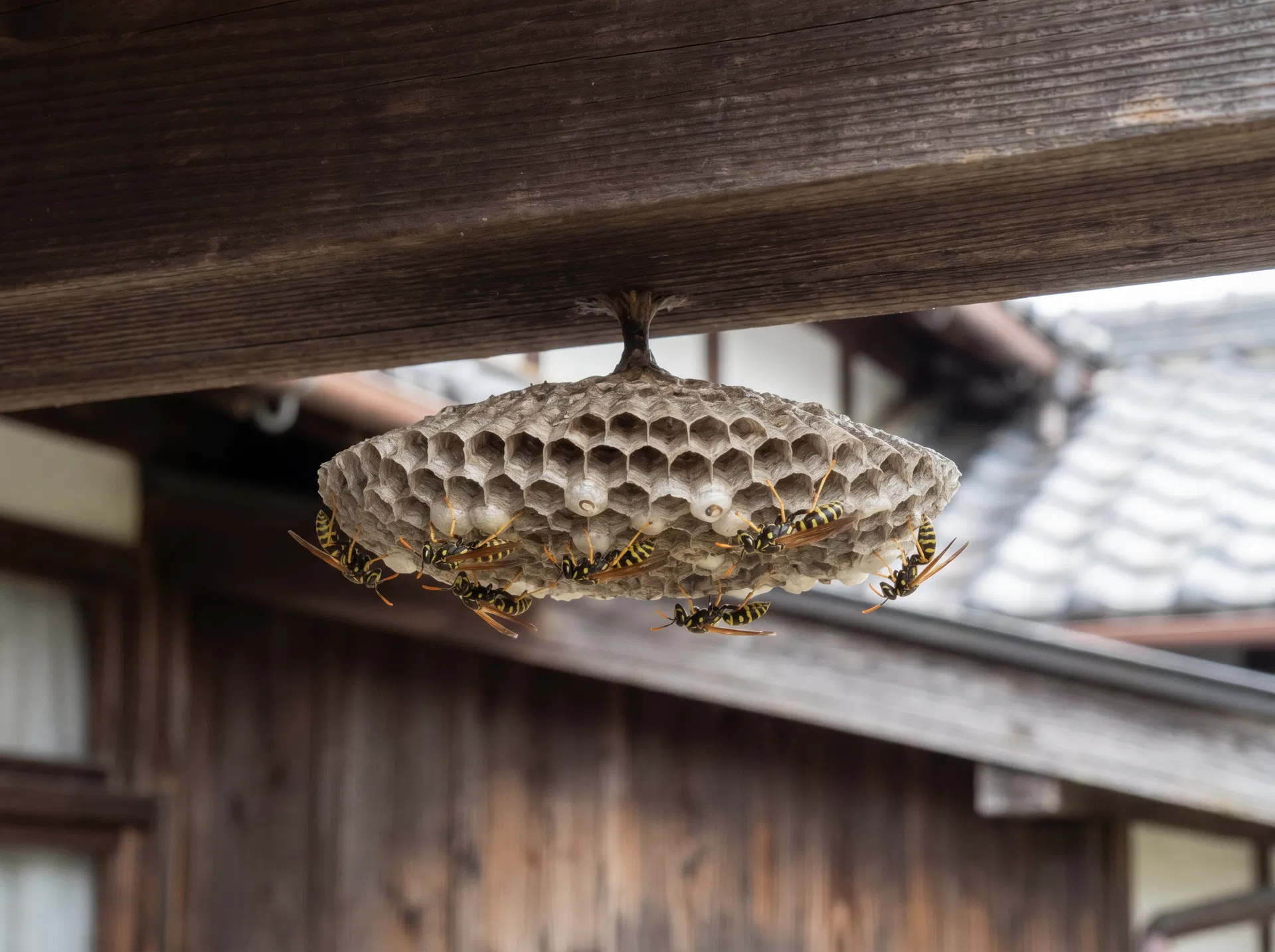 アシナガバチの巣