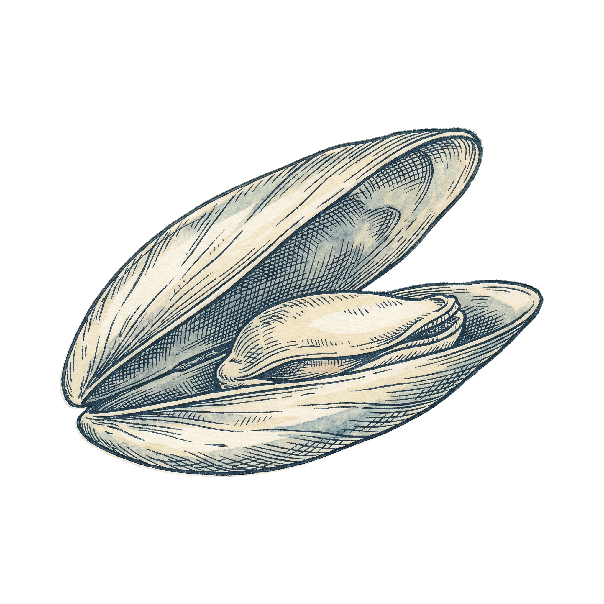Kadal Mussel Shell