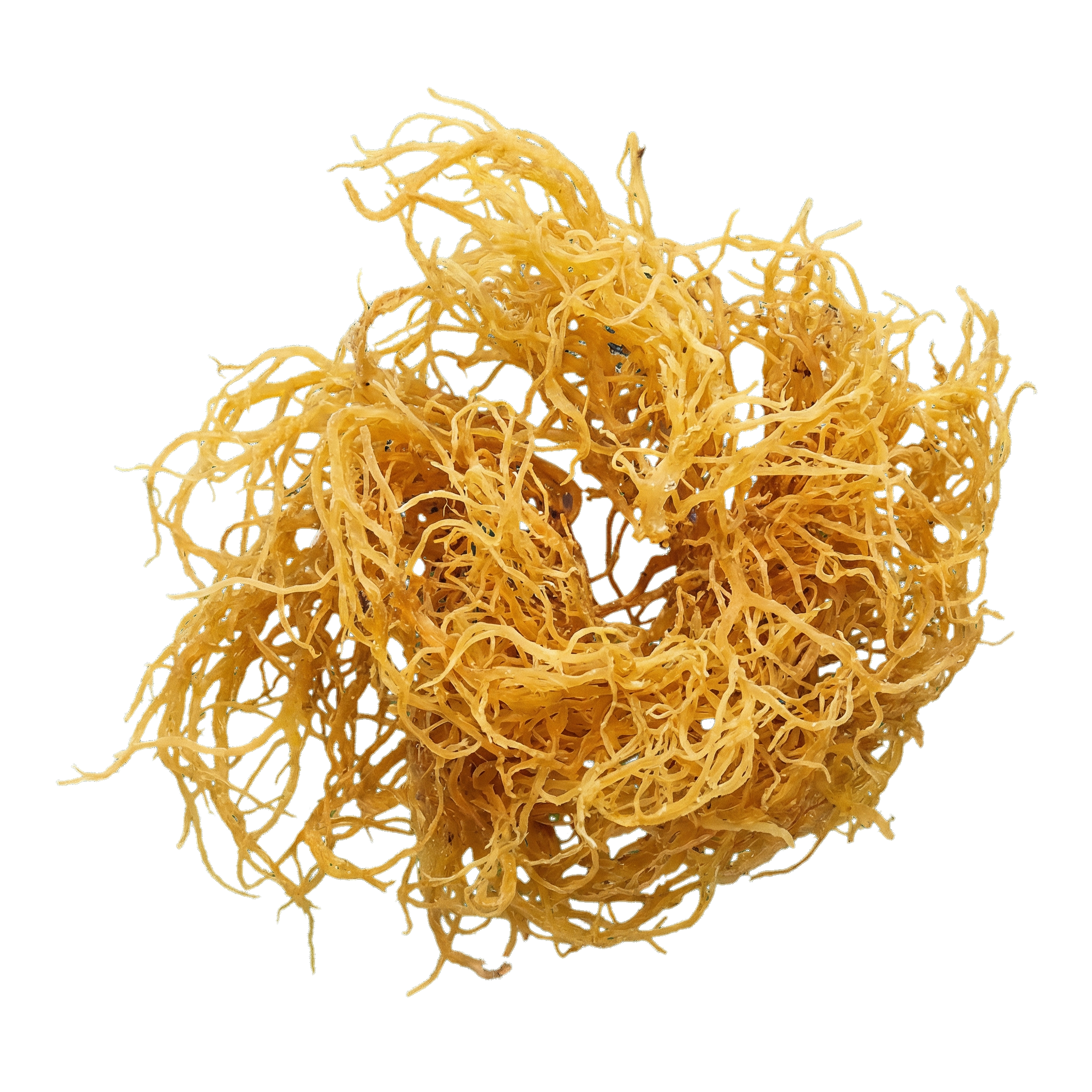 Sea Moss