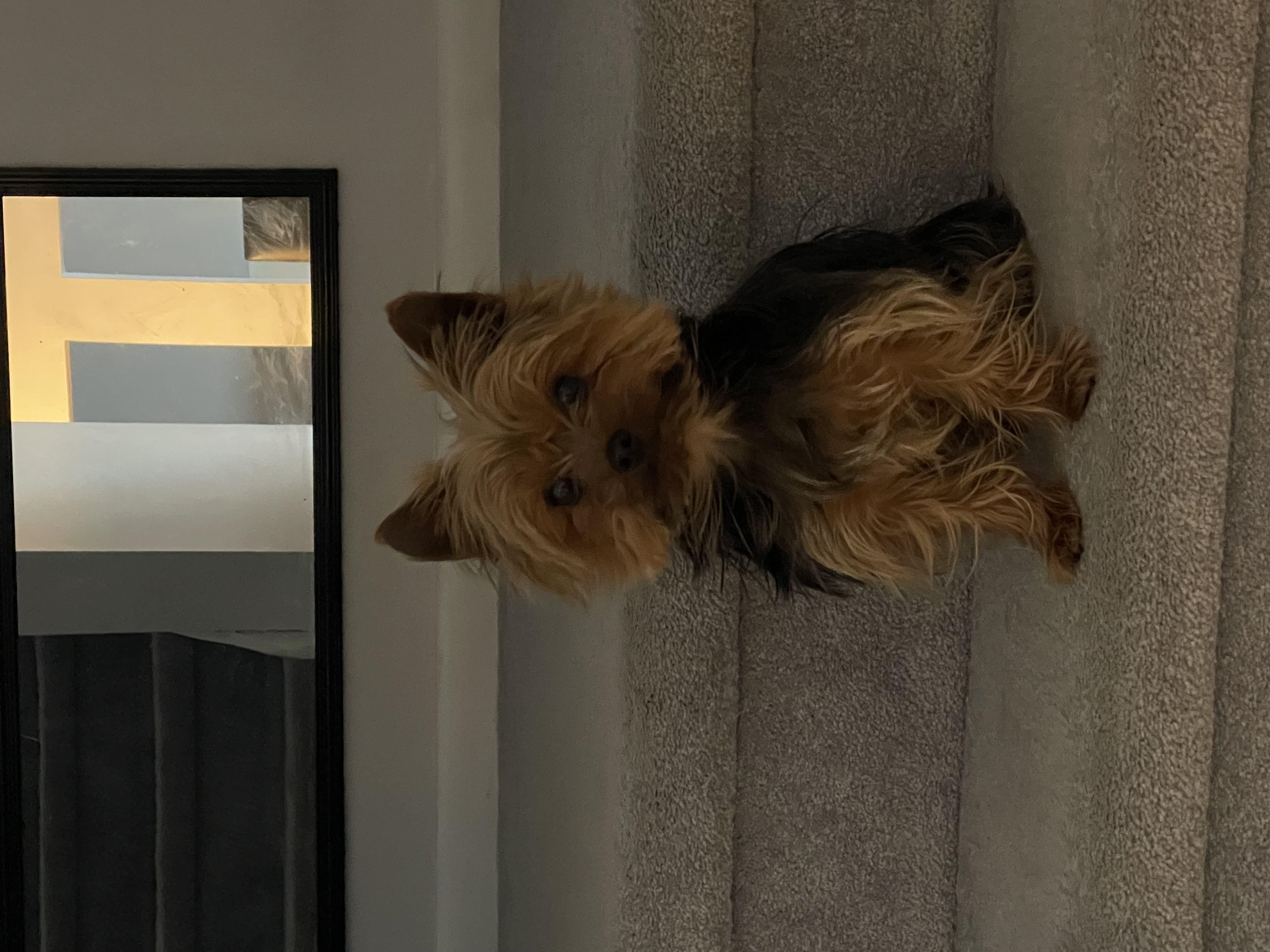 Luca