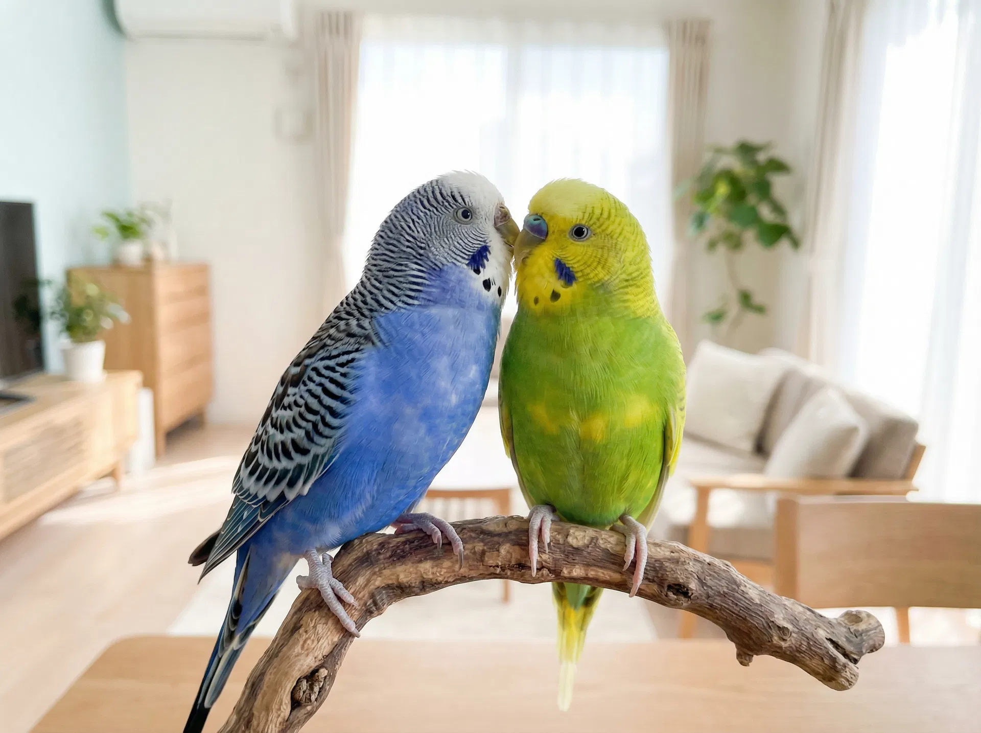 Pip and Squeak having their morning groom session. They do this every single day at exactly 8am and it is the most wholesome 3 minutes of my entire day. Bonded budgies are something else entirely — they have their own whole language and world. #Budgies #BirdsOfPetsClik #PipAndSqueak #BondedPair