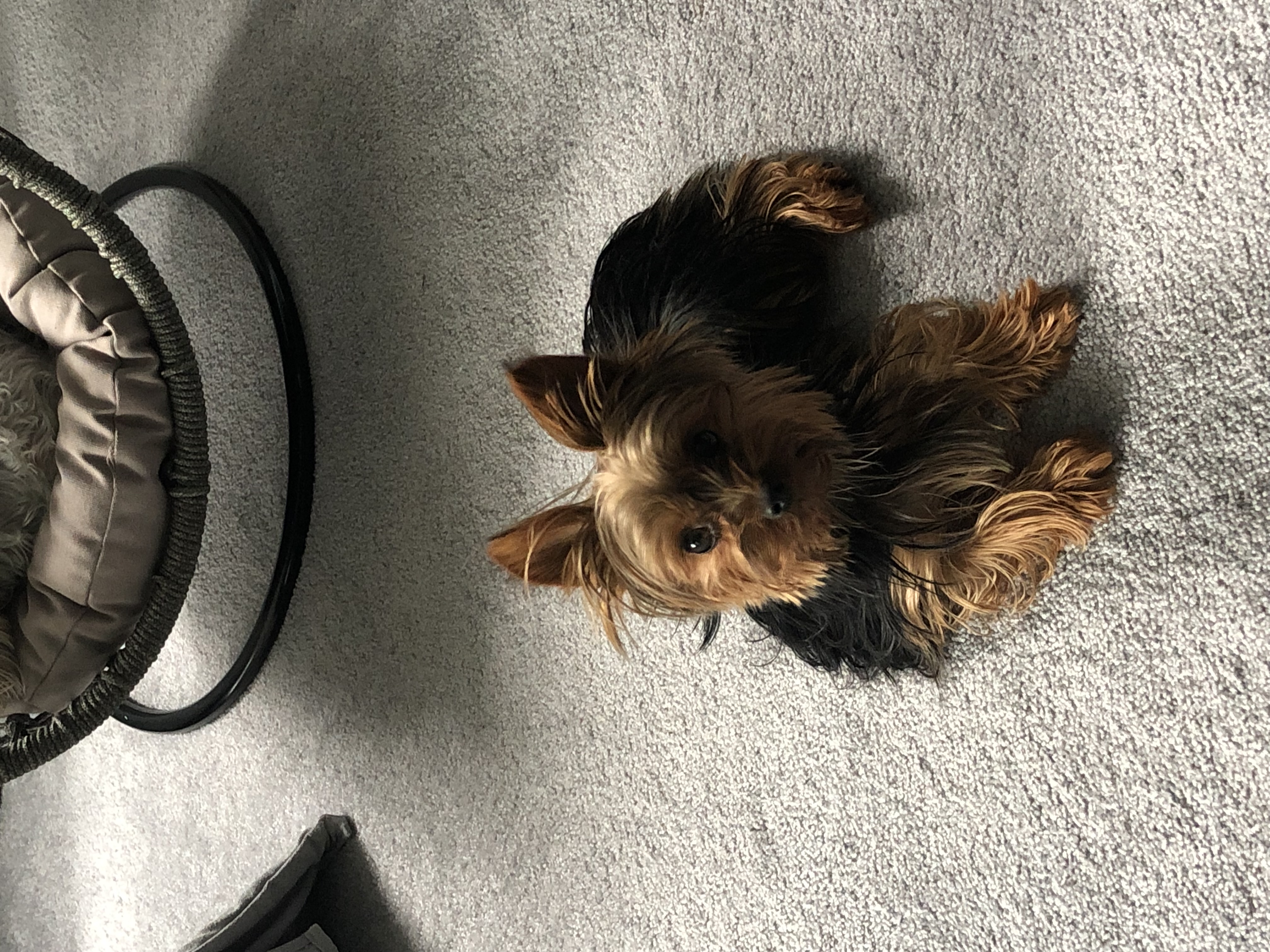 Waiting patiently for me to play fetch with him. 