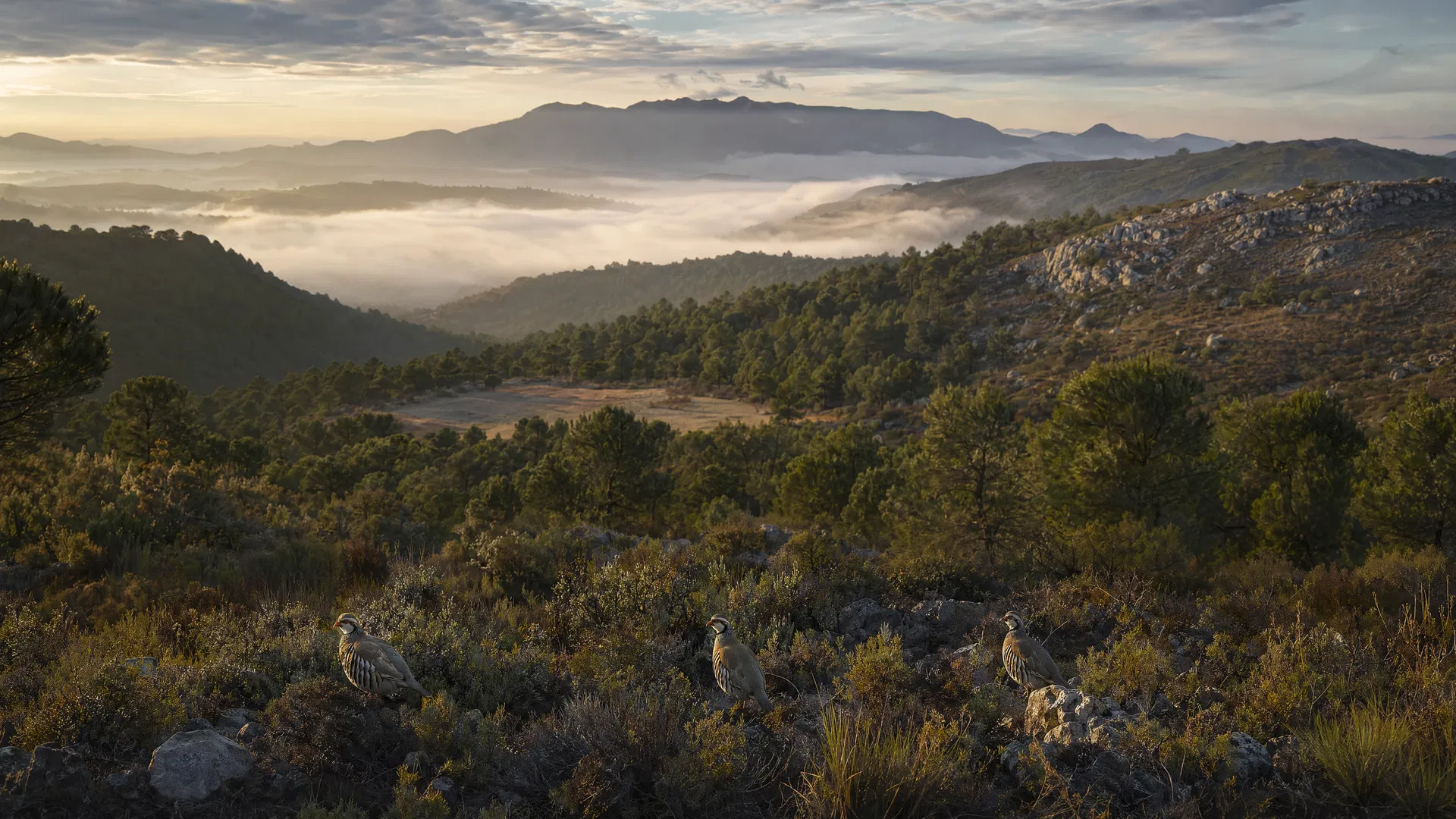 Paisaje cinegético de la finca