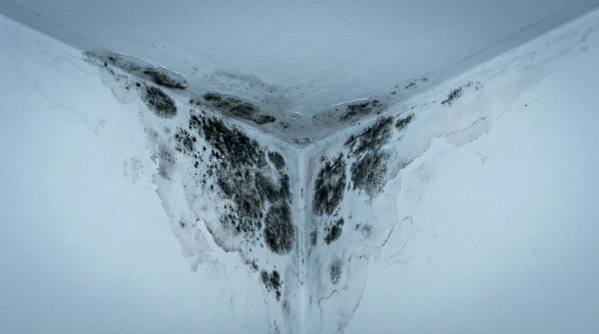 Schimmel entfernen: So geht es richtig und dauerhaft