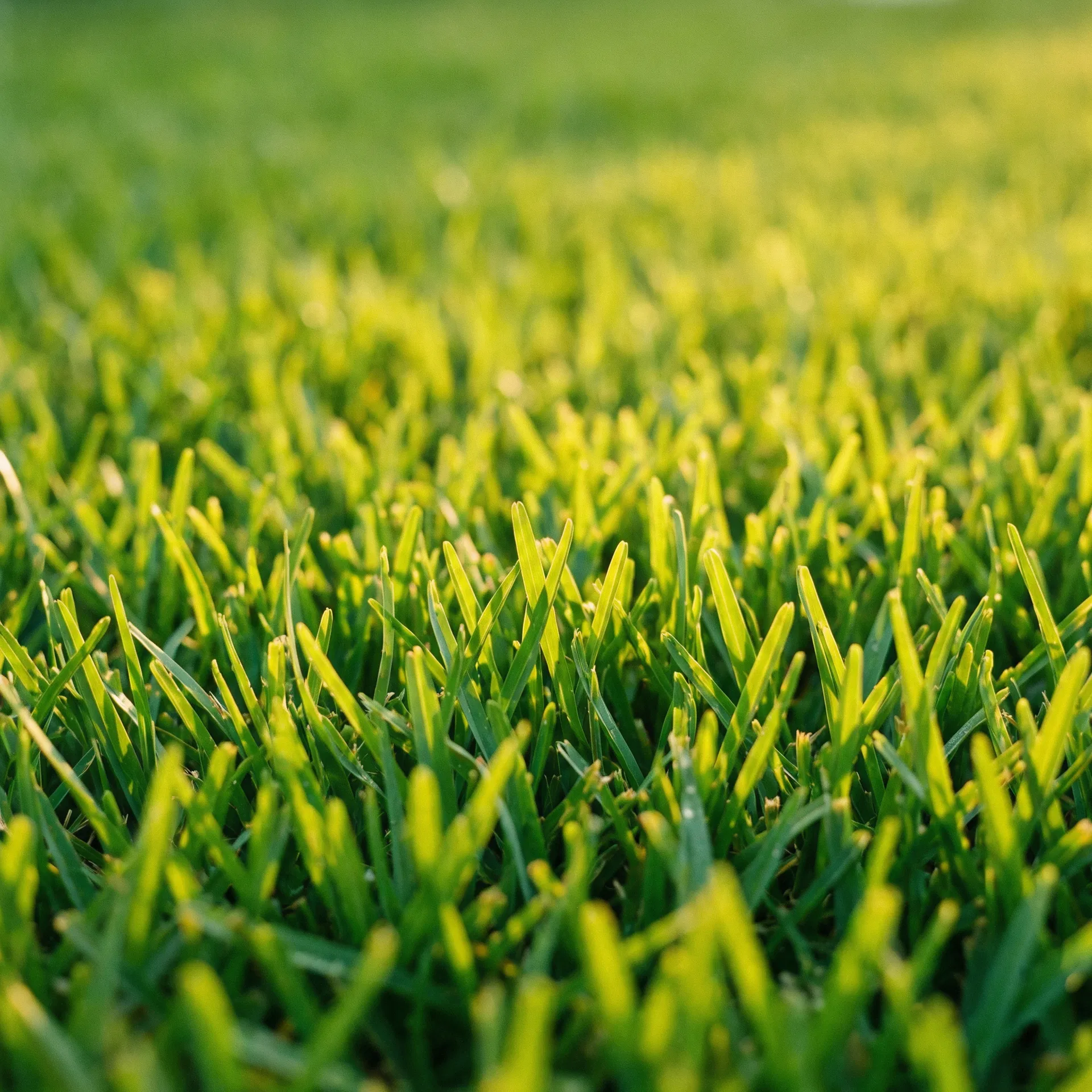 Fertilization service by Lunara GreenCare in Central Florida