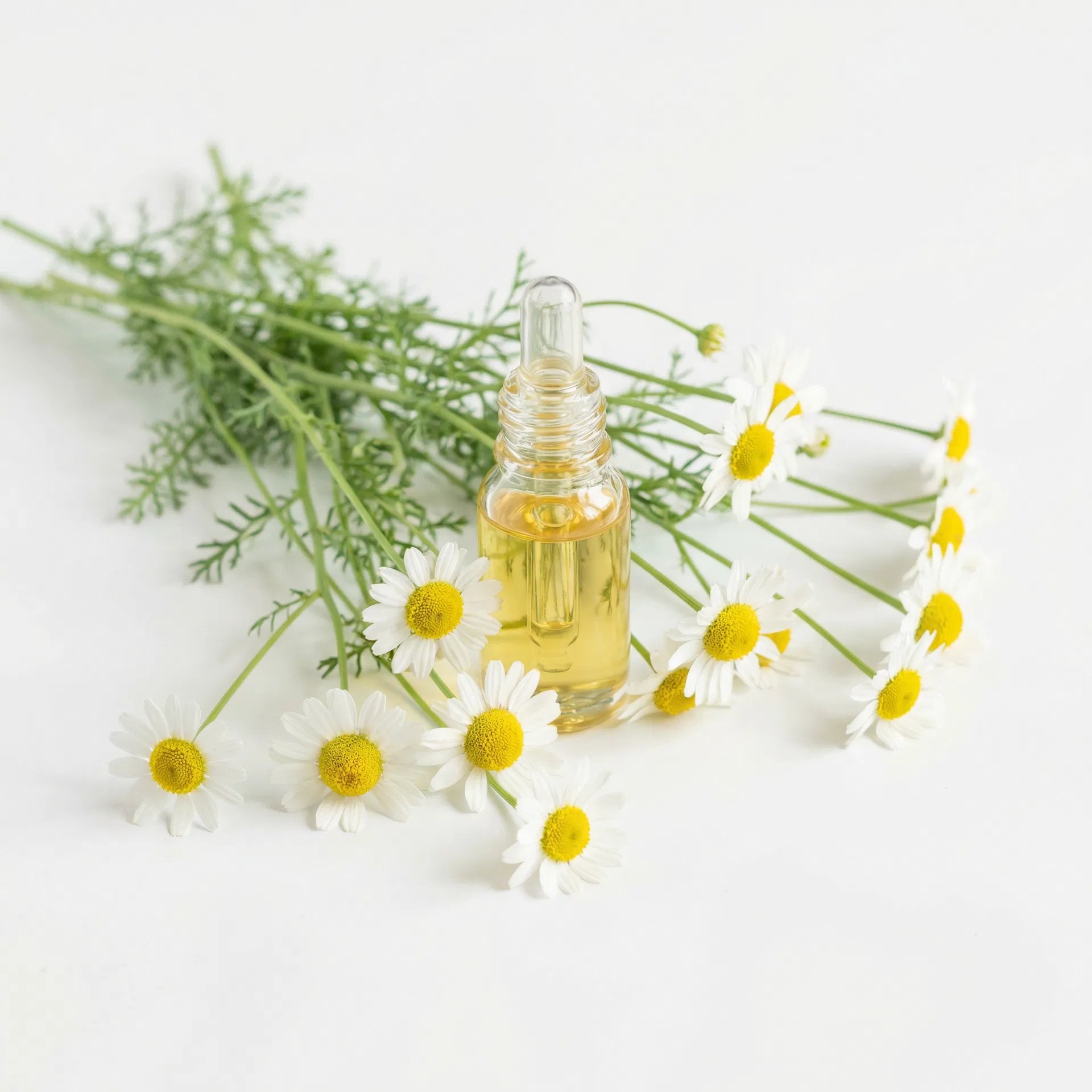 Extracto de Manzanilla