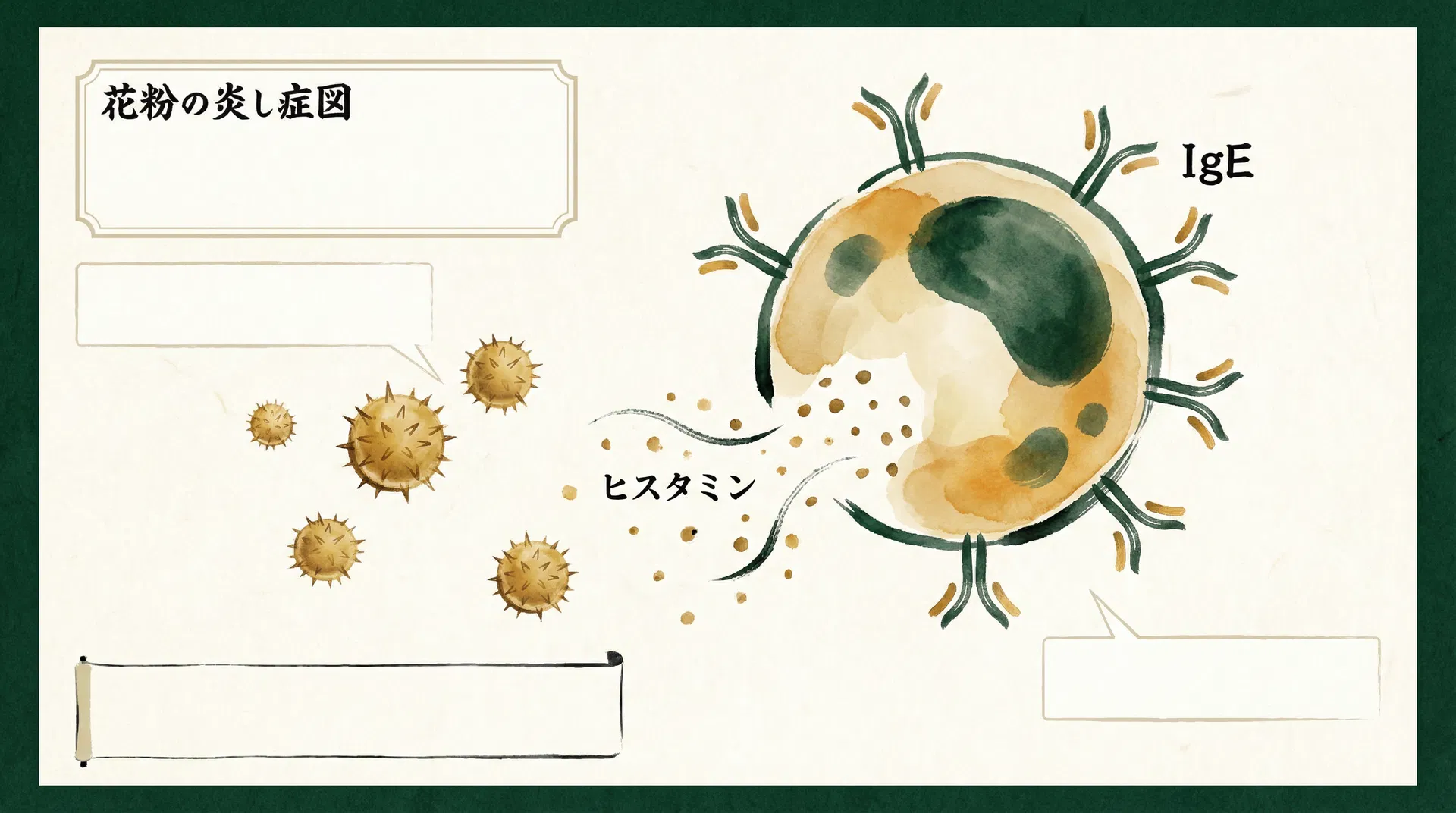 花粉とマスト細胞のアレルギー反応図解