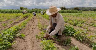TRF4 reconhece tempo especial e garante inclusão de período rural já indenizado!
