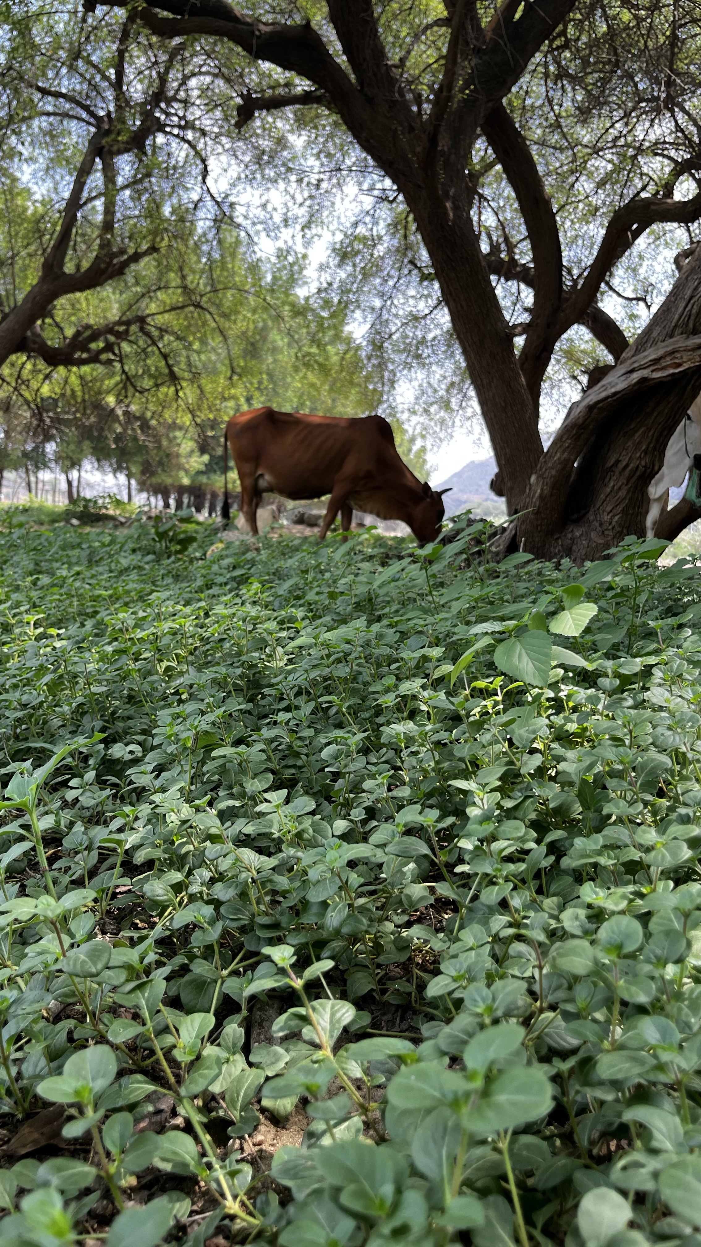 جمال الطبيعة في عسير