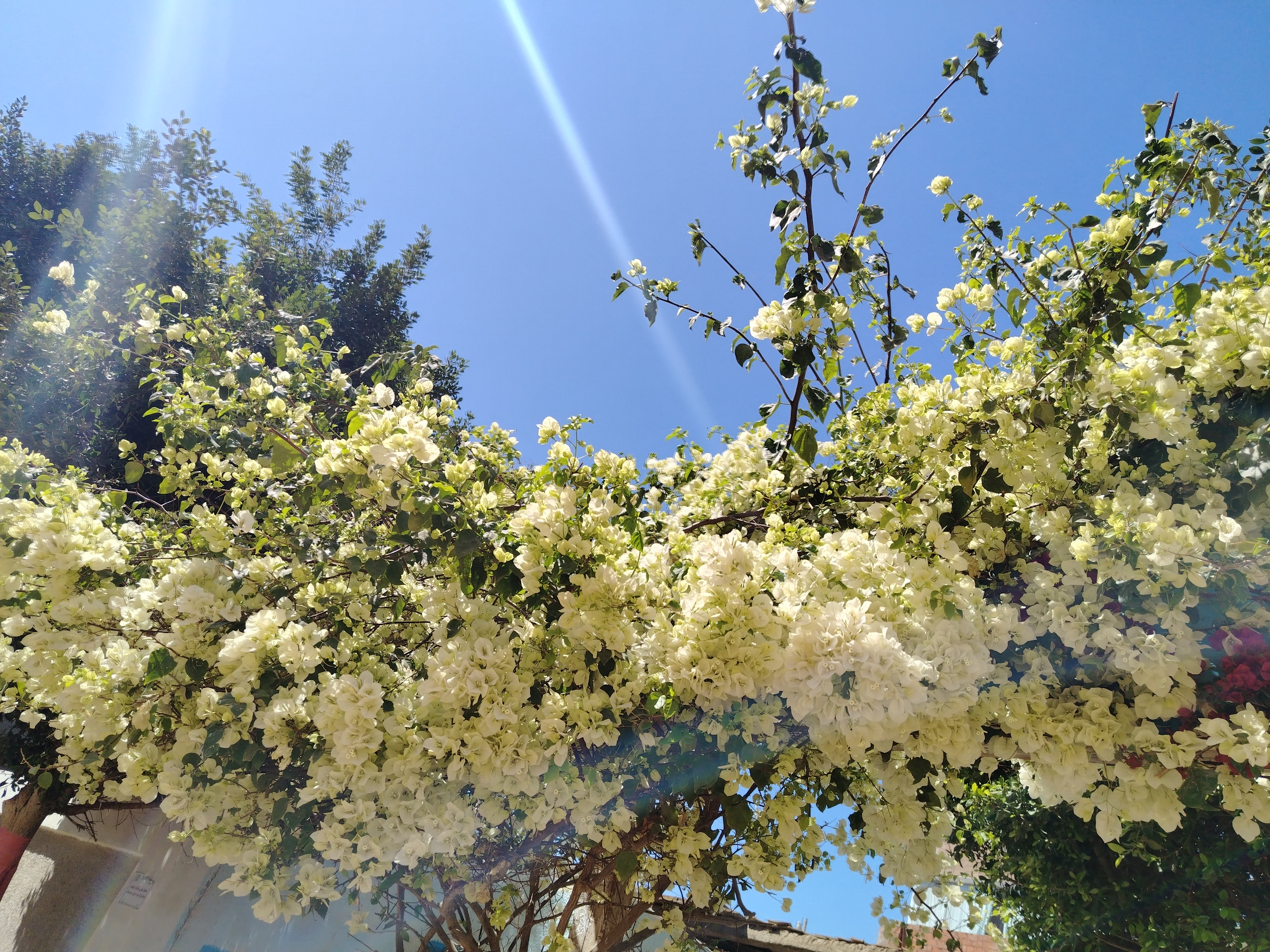 الطبيعه الخلابه 