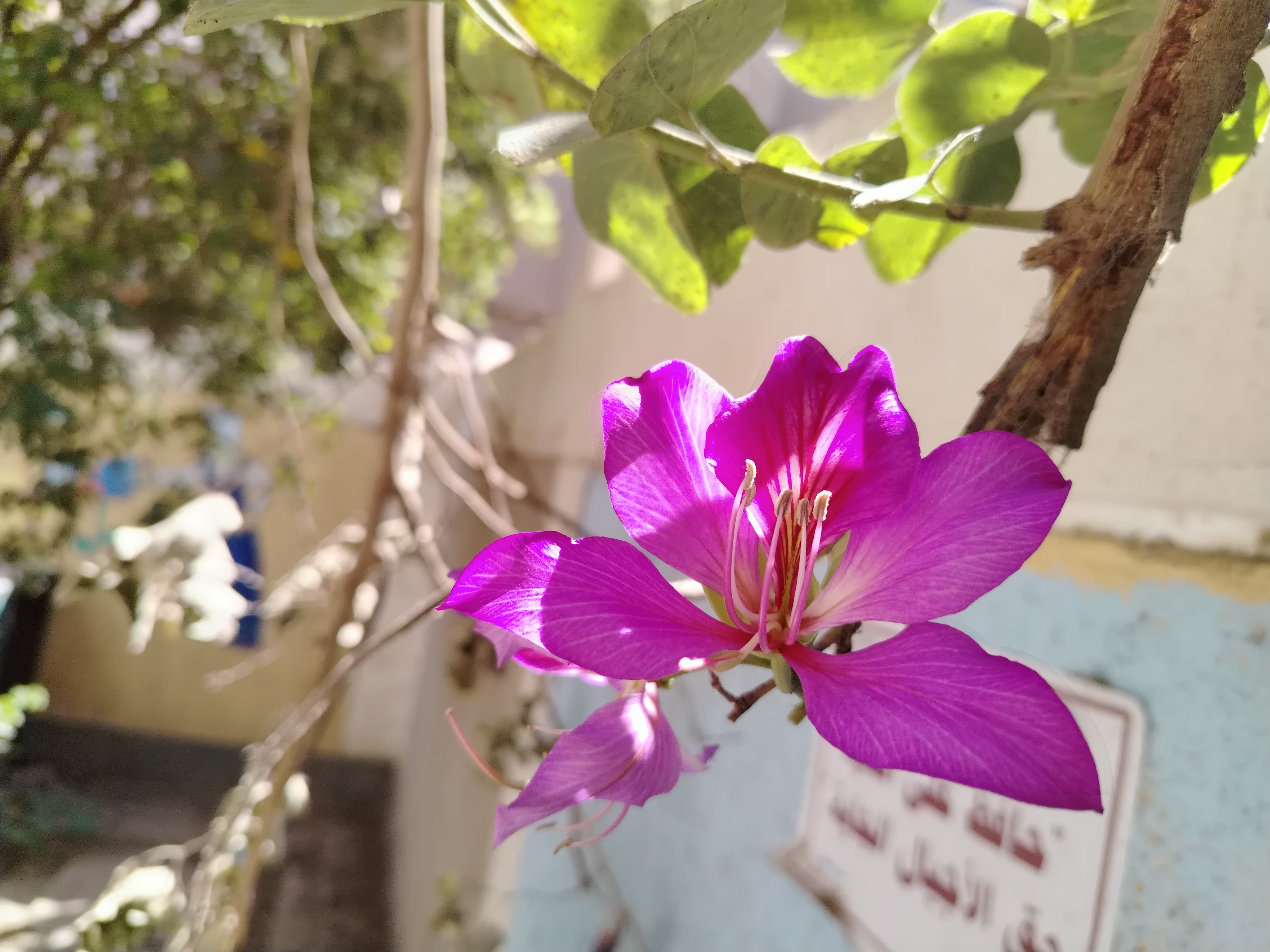 الطبيعه الخلابه 