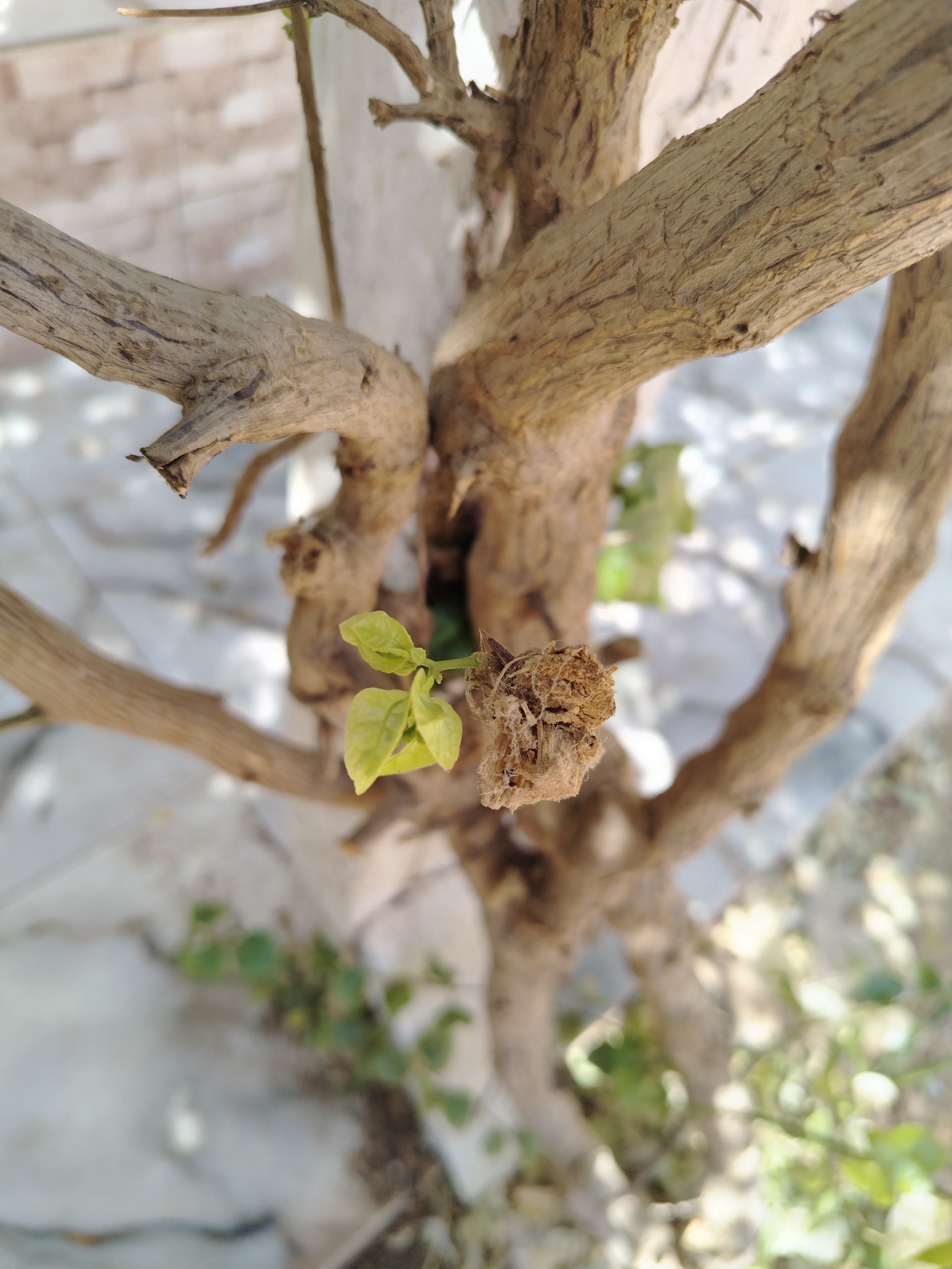 الطبيعه الخلابه