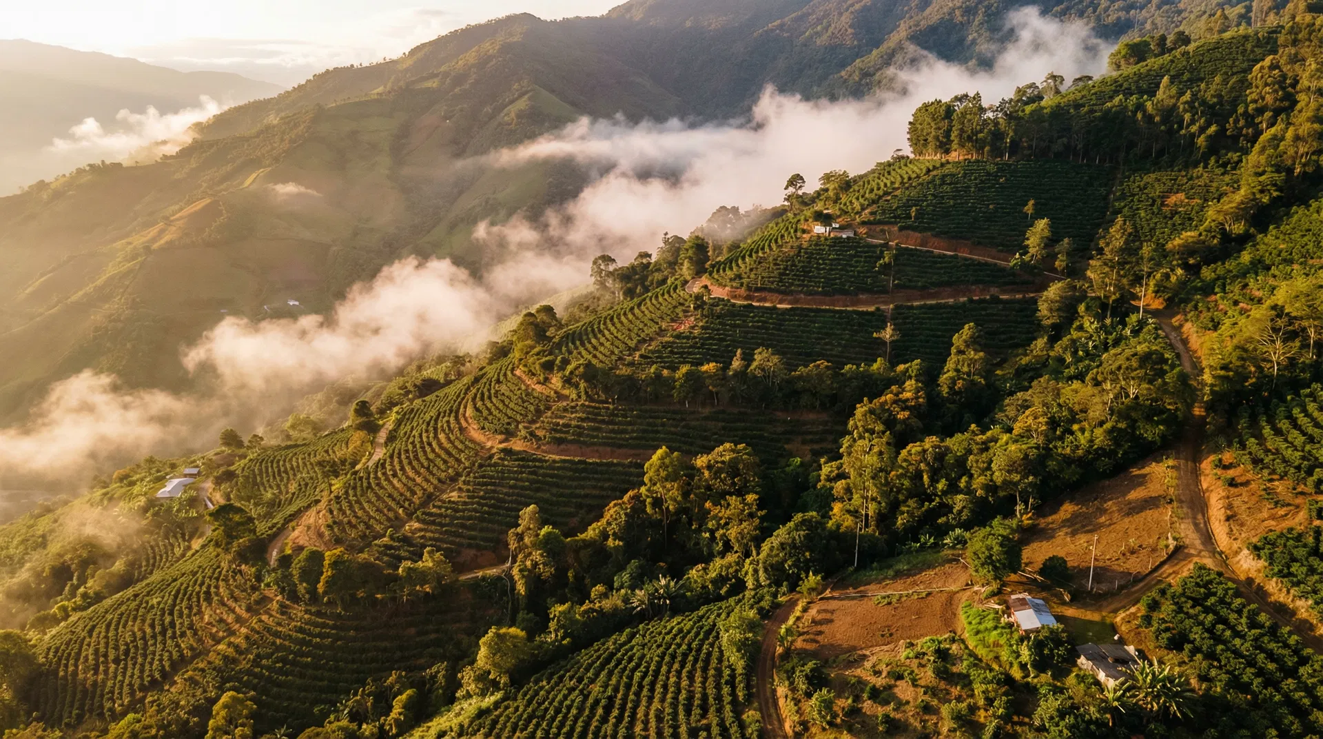 Coffee plantation at altitude