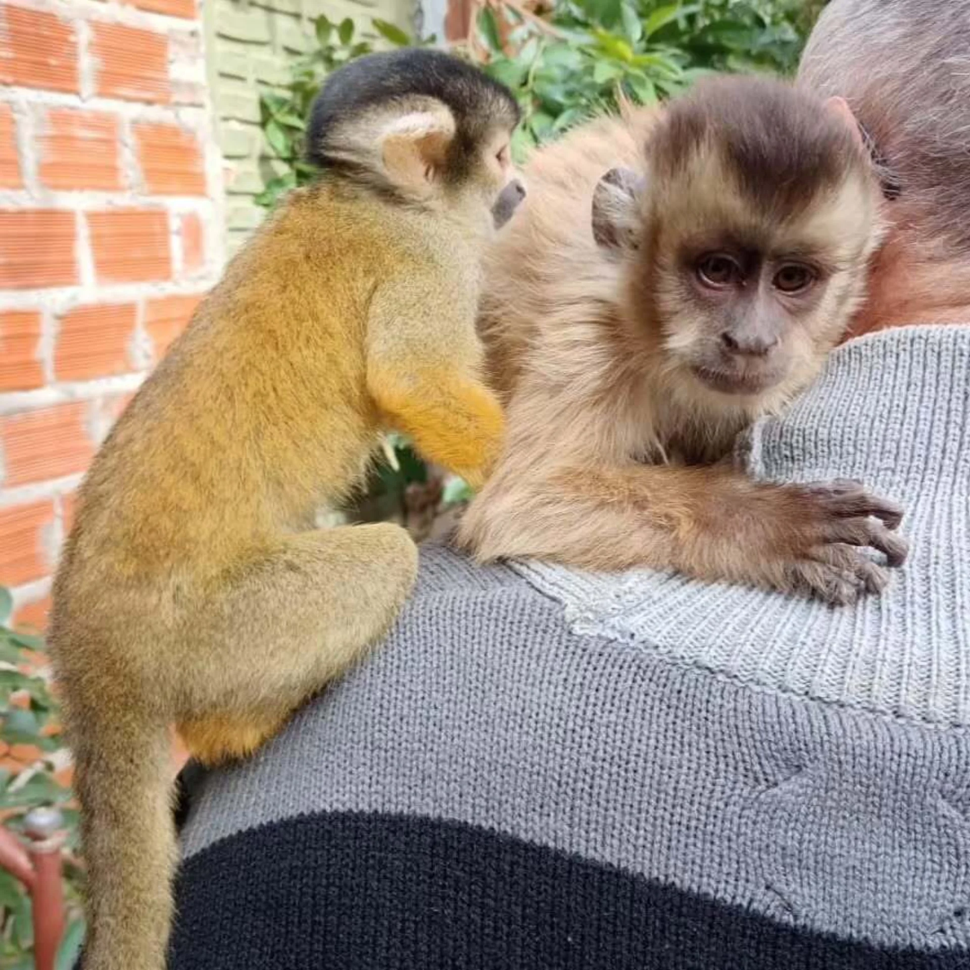 Wildtierauffanglager AFASI