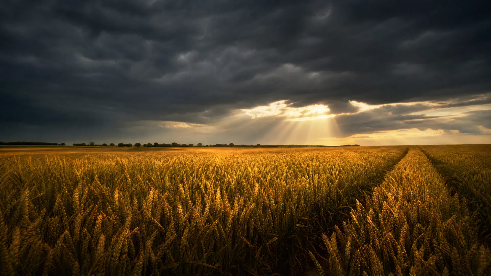 Wheat field