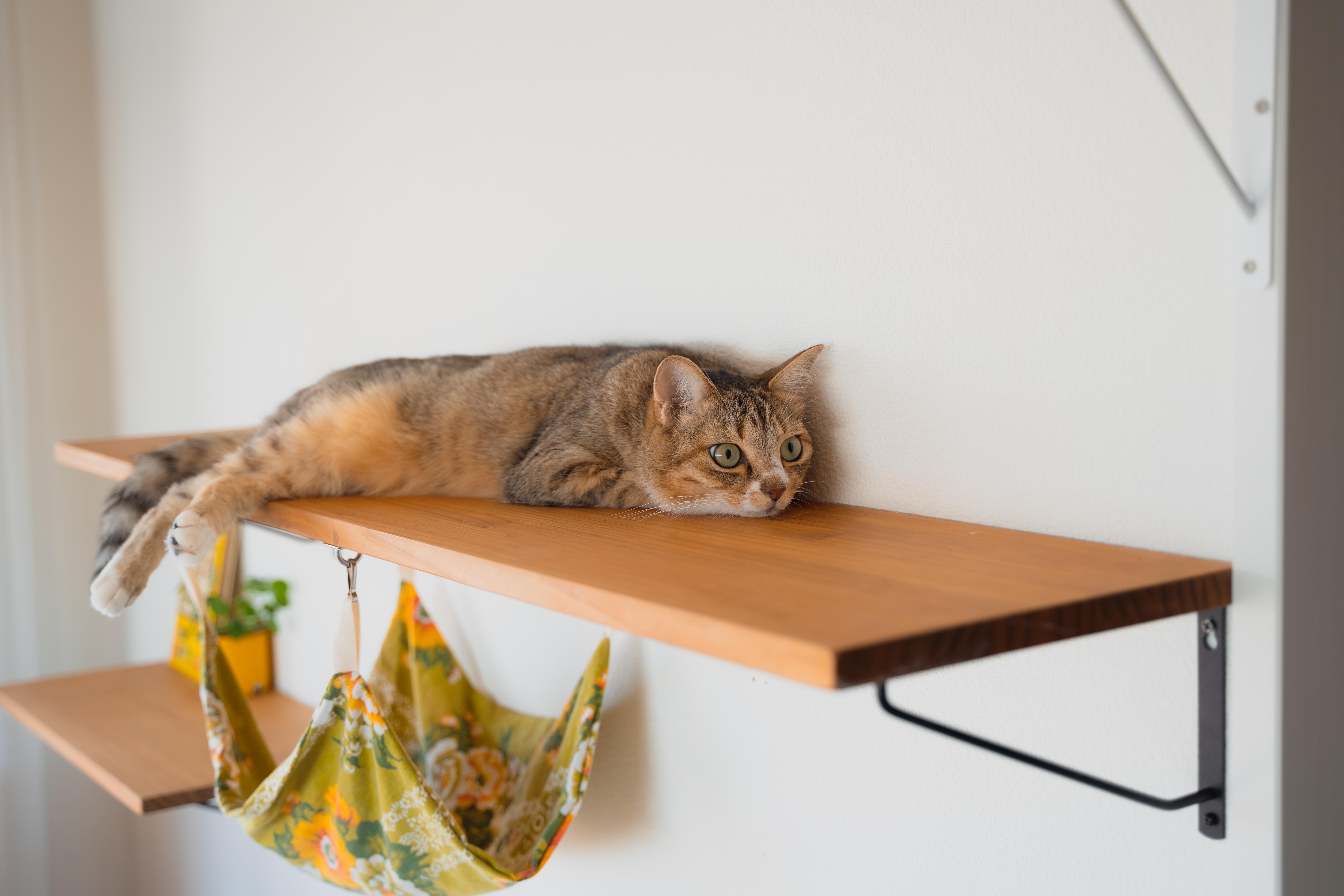 猫と暮らすインテリア術。