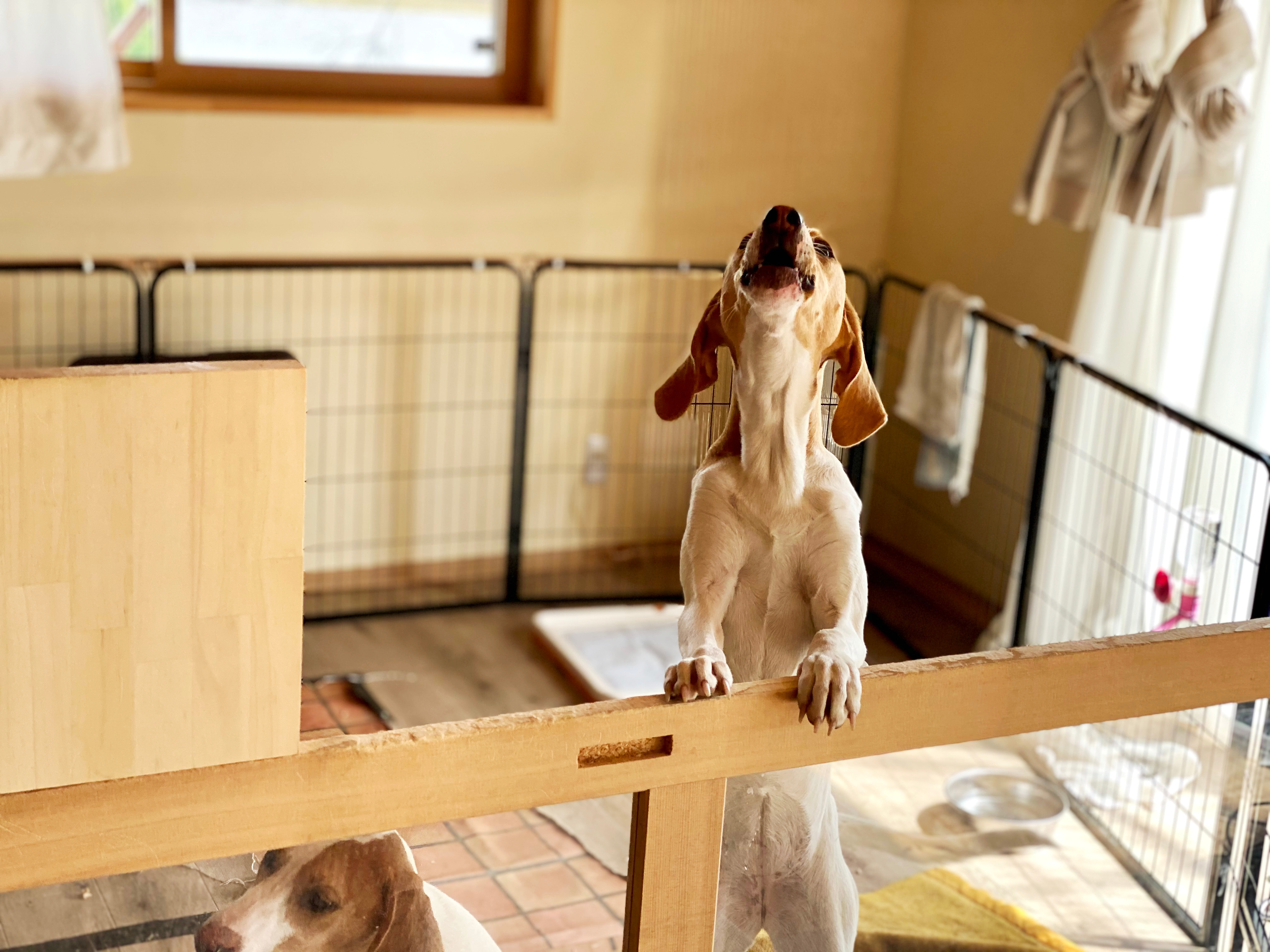 犬の鳴き声トラブル、その本質。洗練された共生の作法